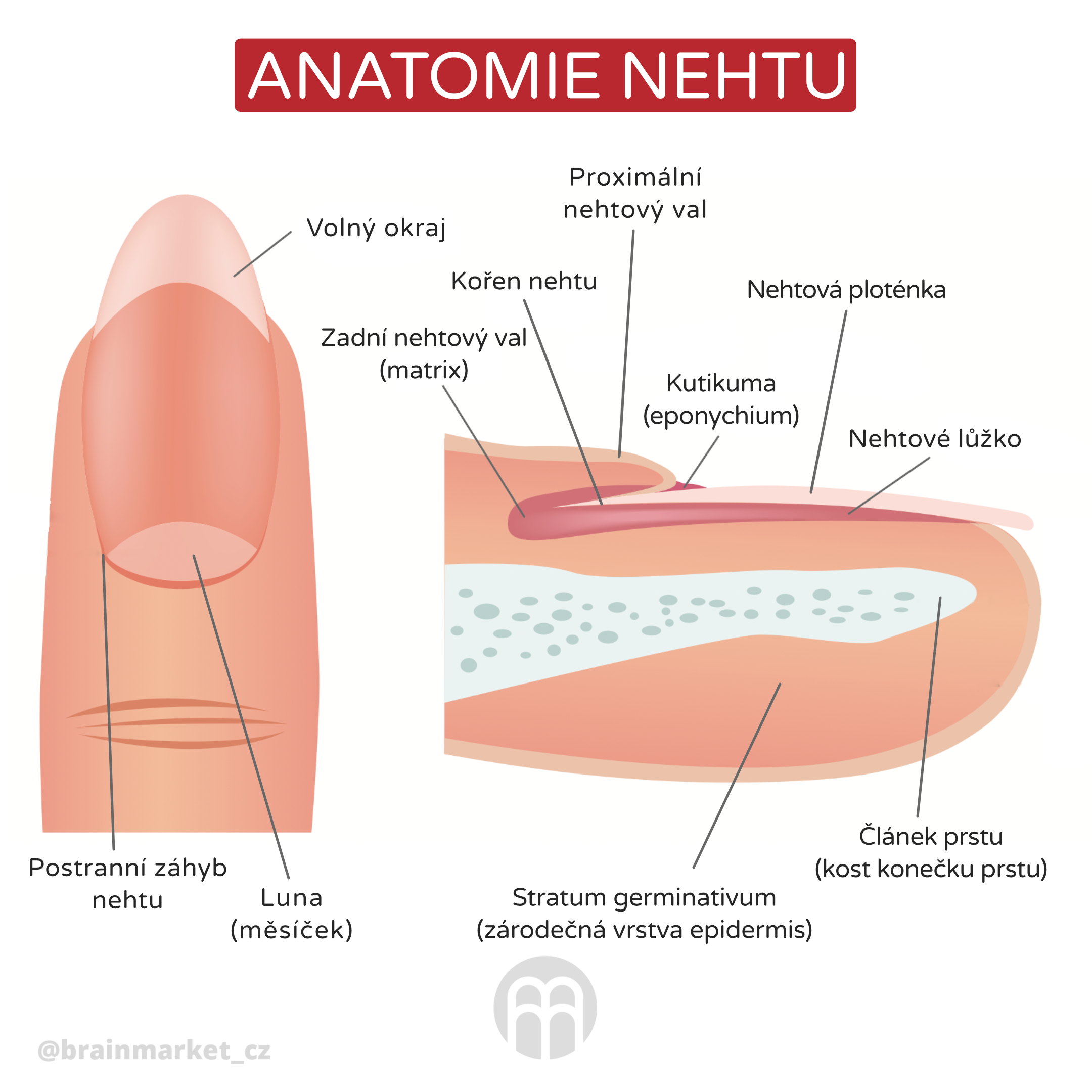 anatomie prstu_ingorfaika_cz